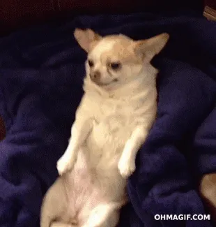 Chihuahua Dog Chilling With Snacks GIF